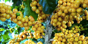 Brazil Single Origin 100% Arabica Yellow Bourbon Natural Specialty Coffee 1kg SCA 84 points
